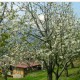 Orchard