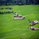 Cottages amidst greenery