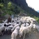 Shepherd