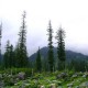 Pine forest