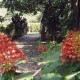 Flora Flora