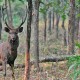 Wildlife
