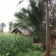Corn tents Corn tents